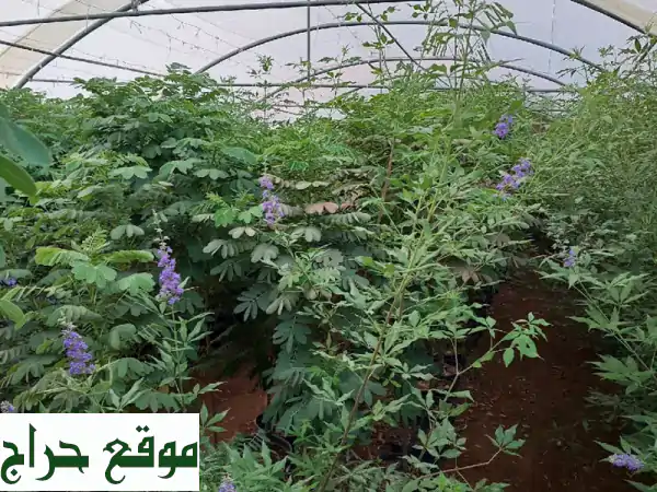 أشجار مثمرة و زينة من مزرعتنا إليك - أسعار لا تُصدق!