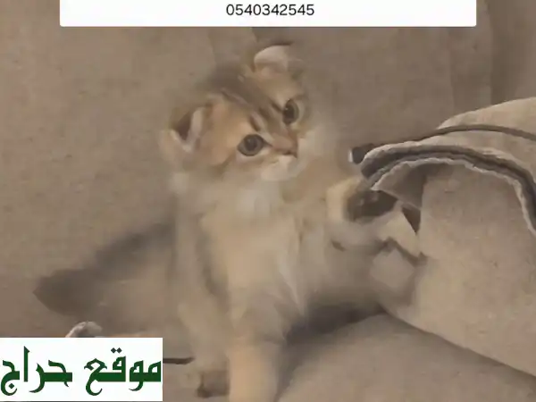 قطة سكوتش فولد شعر طويل ذهبية نادرة - فرصة ذهبية!