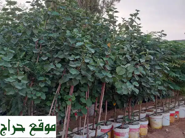 أشجار مثمرة و زينة من مزرعتنا إليك - أسعار لا تُصدق!