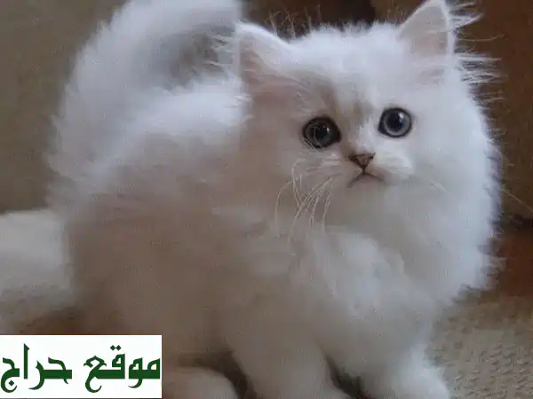 قطط فارسية هيمالايا رائعة: فرو أبيض ناصع وعيون...