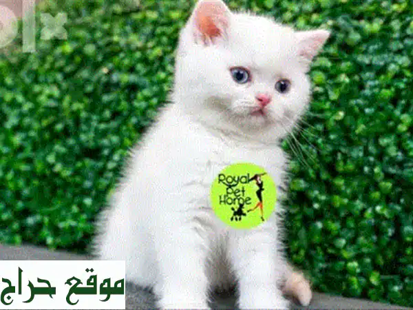 قطة بريطانية بيضاء ذات عيون زرقاء -  جمالٌ ساحر ينتظرك!