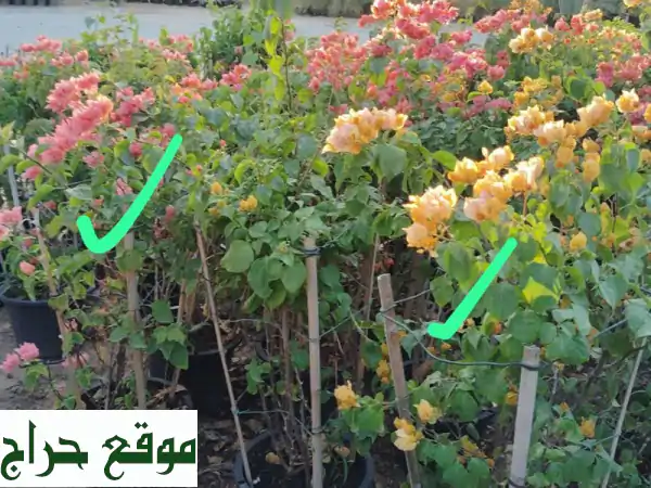 صيانة و زراعة فلل في دبي | أسعار لا تُقاوم!