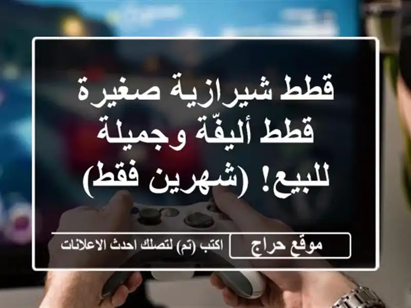 قطط شيرازية صغيرة - قطط أليفّة وجميلة للبيع! (شهرين فقط)