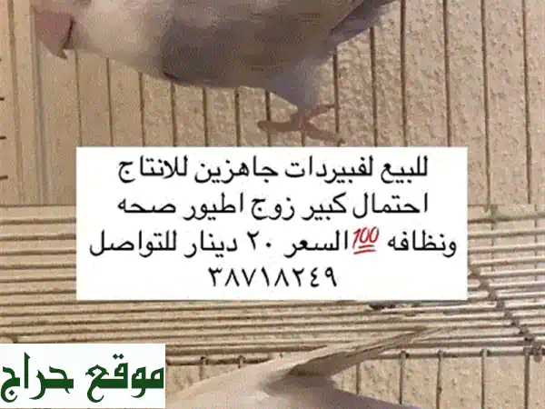 زوج لفبيرد صحيّ ونظيف للبيع - فرصة ذهبية لعشاق الطيور!