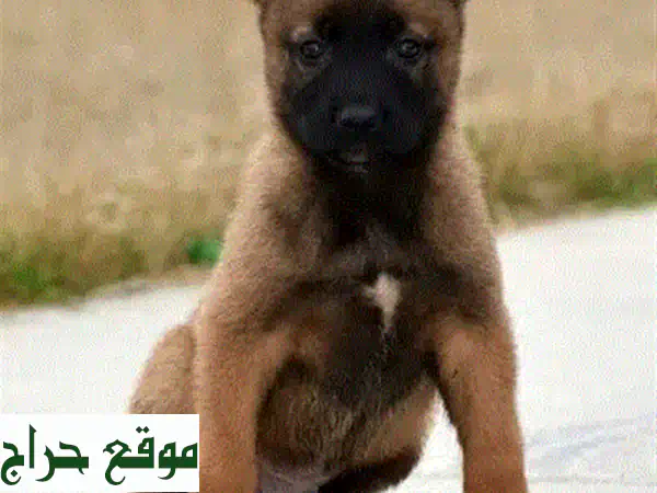 جلبينو بلجيكي صغير - وفاء لا يُضاهى! 🐕🏠