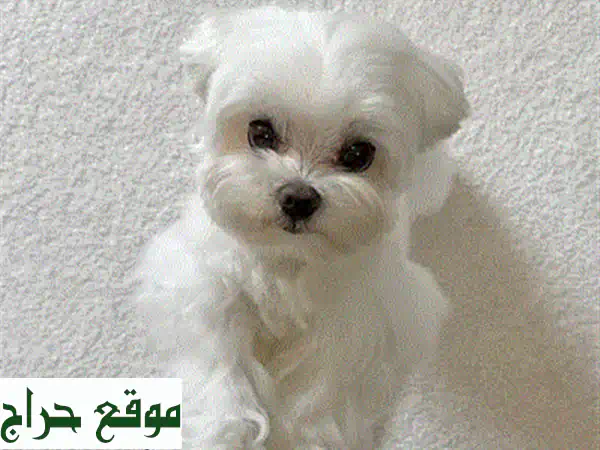 جرو سانت بردودل رقيق... بيتك ينتظر عضواً جديداً!