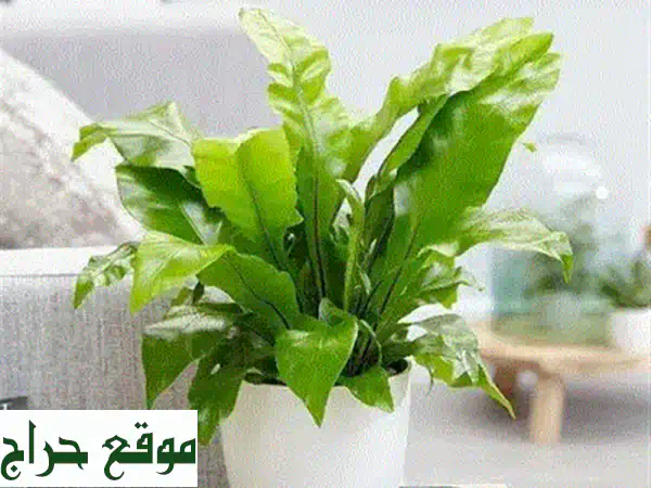 سرّ حدائقٍ خضراء مورقة: سرخس بوسطن العملاق - توصيل إلى جميع أنحاء لبنان!