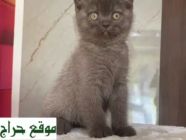 قطة بريتش شورت هير بنيّة جميلة - عمر شهرين -...