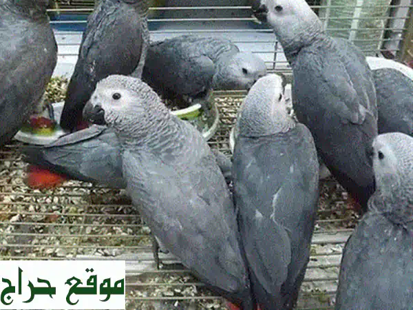 ببغاء رمادي أفريقي - رفيقٌ محبّ ذكيّ ينتظر منزلاً جديداً!