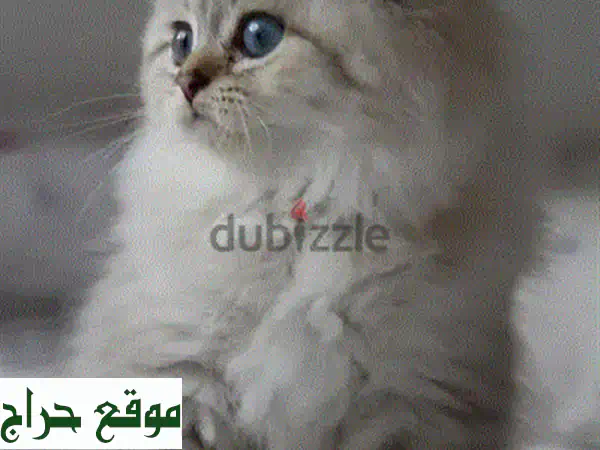 قطة بريتش شورت هير بنيّة جميلة - عمر شهرين - جاهزة لمنزلها الجديد!