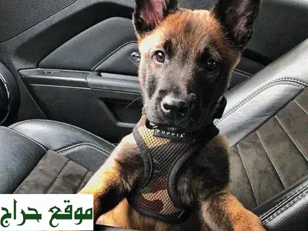 جلبينو بلجيكي صغير - وفاء لا يُضاهى! 🐕🏠