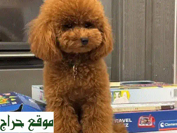 جرو سانت بردودل رقيق... بيتك ينتظر عضواً جديداً!