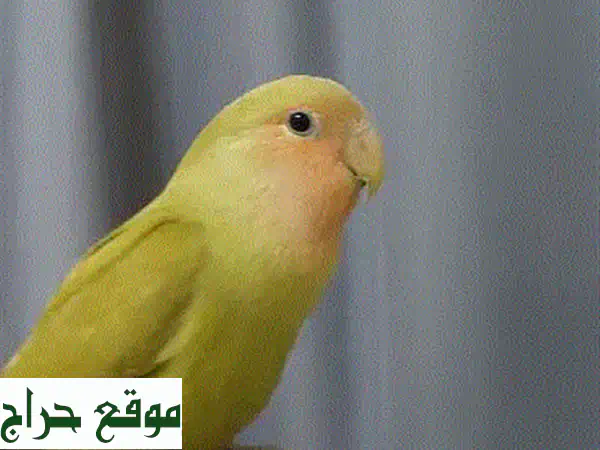 زوج لفبيرد صحيّ ونظيف للبيع - فرصة ذهبية لعشاق الطيور!