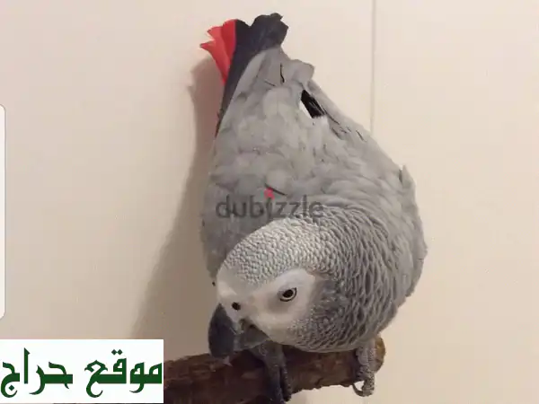 ببغاء رمادي أفريقي - رفيقٌ محبّ ذكيّ ينتظر...