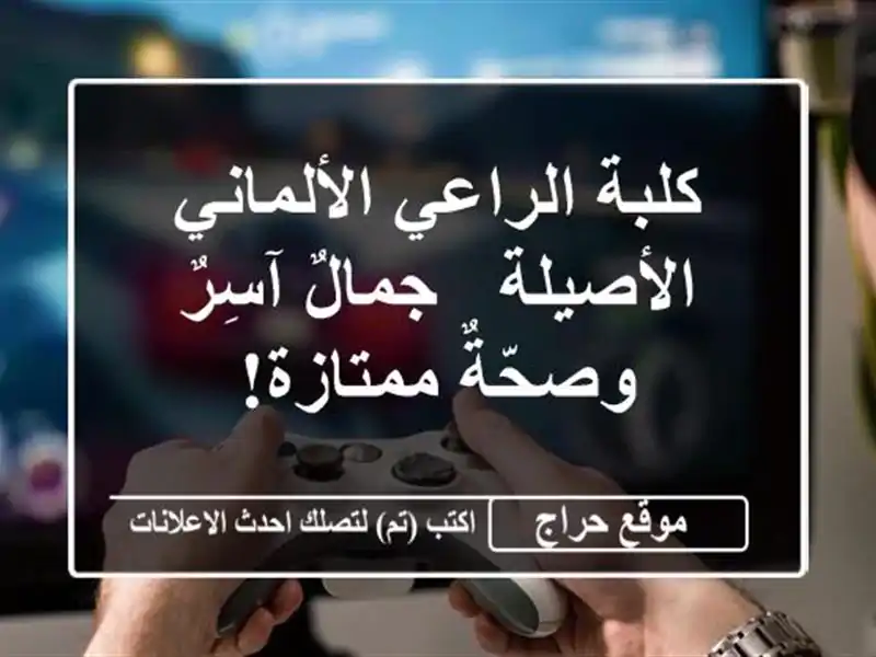 كلبة الراعي الألماني الأصيلة - جمالٌ آسِرٌ...