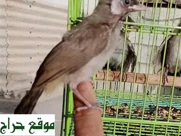 فروخ كوكتيل صحية وسعيدة - جاهزة لمنزل جديد!