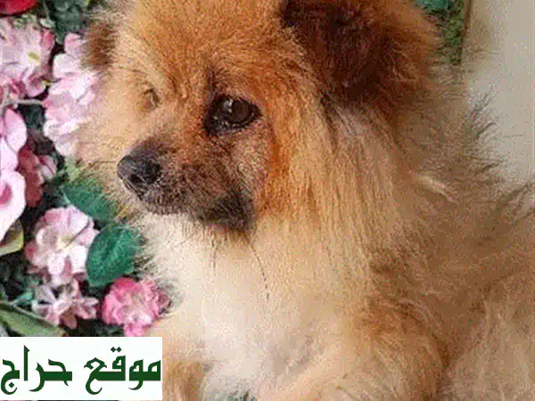 بوبمنريان ذكر - جاهز للتزاوج - كلب لعوب وصحي!