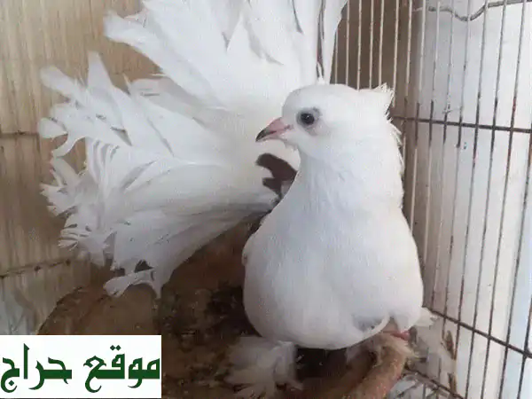 زوج حمام شامبي أمريكي - صحة ممتازة وحجم كبير!