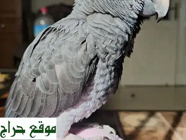 كوكو، ببغاء تمني أفريقي رمادي ذكي ومرح، يبحث عن...