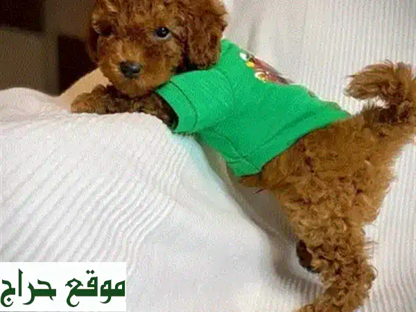 جرو مالتيبولز أليف للغاية - سلالة نقية - توصيل متوفر!