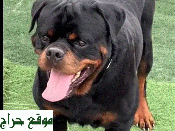 جرو بودل صغير الحجم - رفيقك الصغير اللطيف ينتظرك!