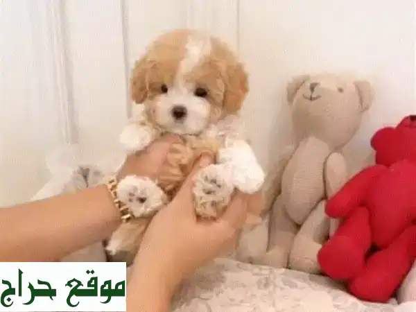 جرو مالتيبولز أليف للغاية - سلالة نقية - توصيل متوفر!