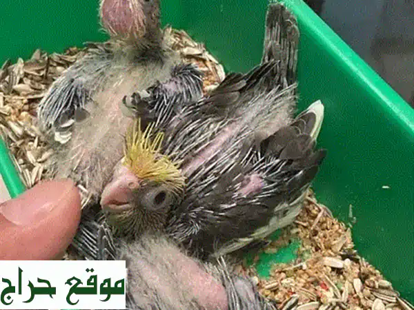 فروخ كوكتيل صحية وسعيدة - جاهزة لمنزل جديد!
