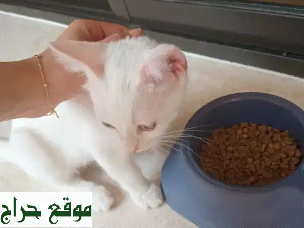 لوزة ورمانة: قطّتان رائعتان تبحثان عن بيت دافئ ❤️
