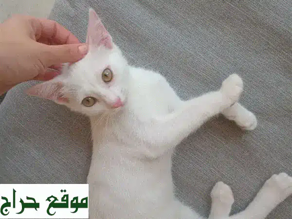 لوزة ورمانة: قطّتان رائعتان تبحثان عن بيت دافئ ❤️