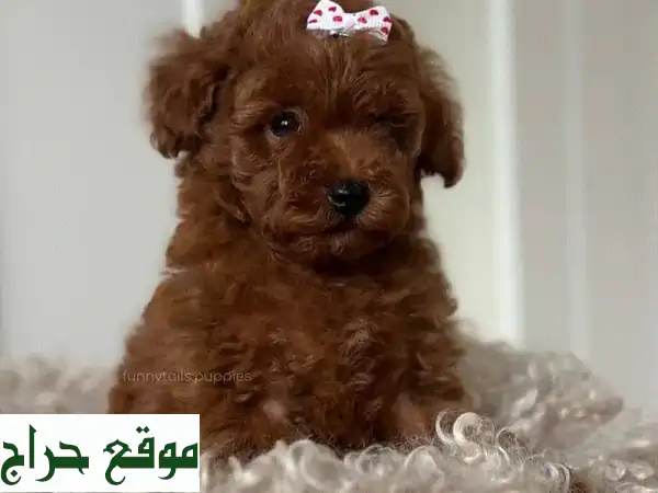 جرو بودل صغير الحجم - رفيقك الصغير اللطيف ينتظرك!