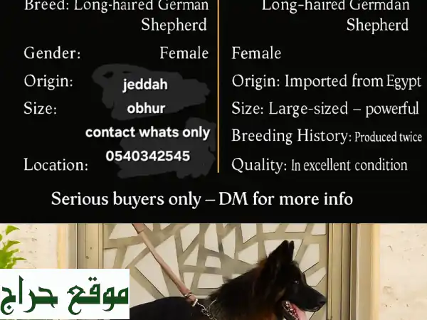 جيرمن شيبرد أنثى فخمة - مستوردة من مصر - بطلة وصحية!