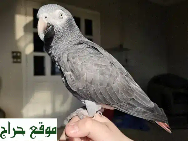 كوكو، ببغاء تمني أفريقي رمادي ذكي ومرح، يبحث عن بيت جديد!