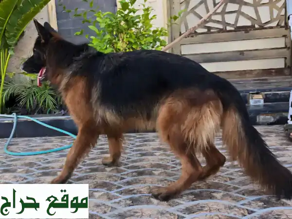 جيرمن شيبرد أنثى فخمة - مستوردة من مصر - بطلة وصحية!