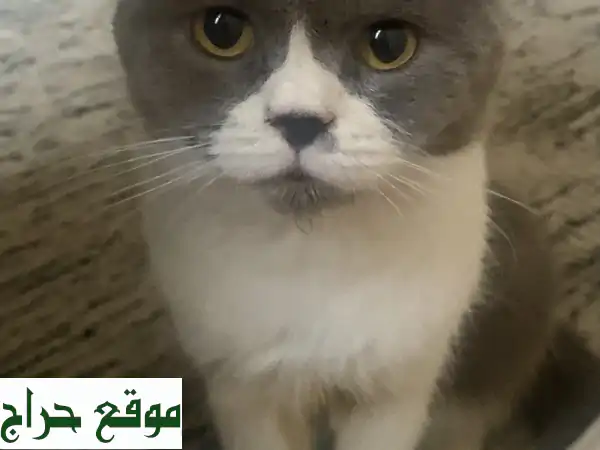 قط رقيق يبحث عن بيت دافئ في العامرة، العين!