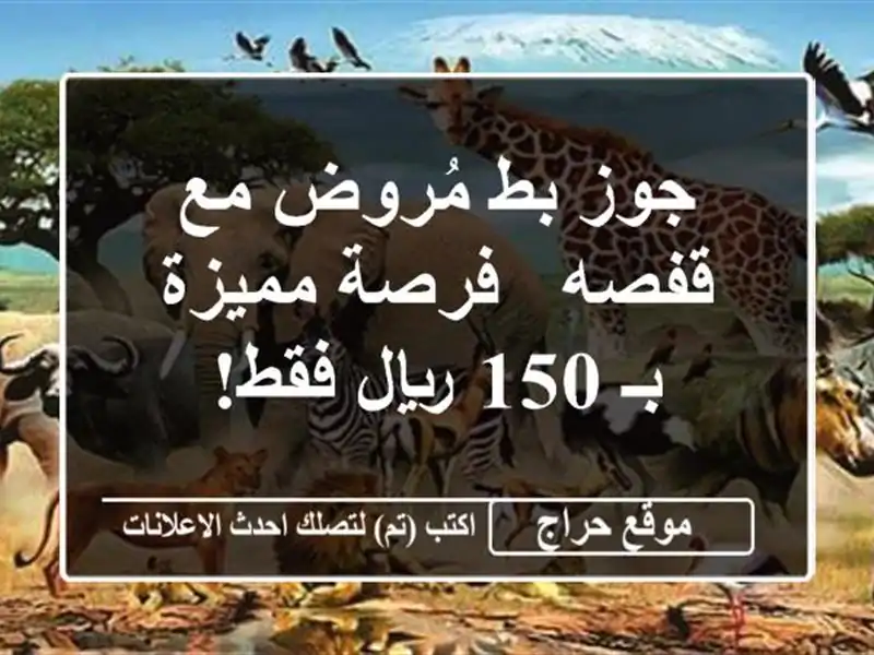 جوز بط مُروض مع قفصه - فرصة مميزة بـ 150 ريال فقط!