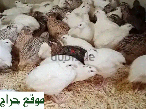 فراخ فوار طرابلس عمر شهر - ألوان متنوعة - متوفرة الآن!