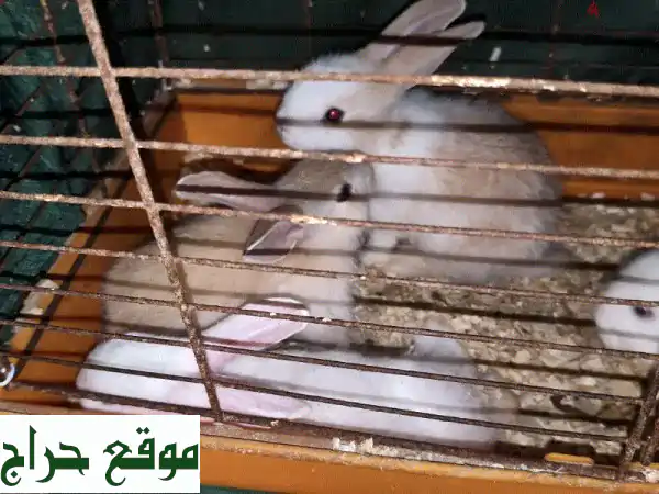 أرانب بلدي هجين رائعة للبيع - فرصة ذهبية لعائلة أرانب سعيدة!