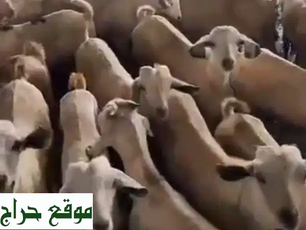 لحوم طازجة عالية الجودة من جيبوتي والصومال | شحن سريع إلى الإمارات