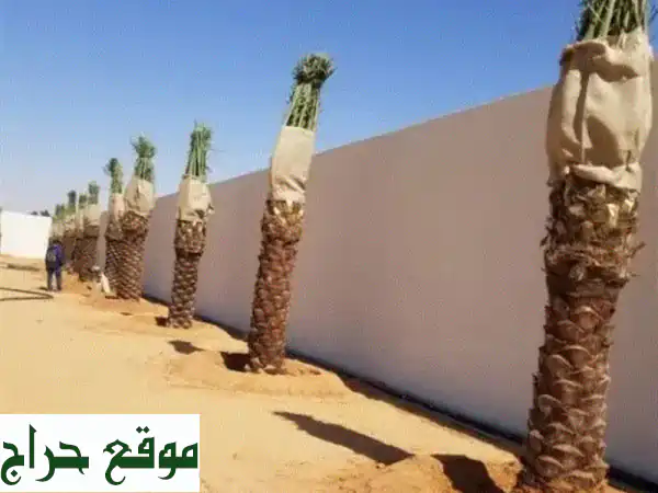 بيوت محمية + نخل + حمضيات: جودة عالية وأسعار مميزة!