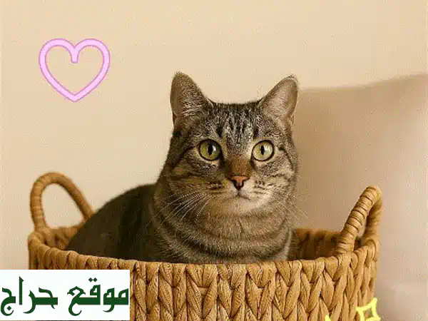 استضافة قططك الأُحبّاء خلال يوليو وأغسطس: رعاية فاخرة وراحة بال تامة!