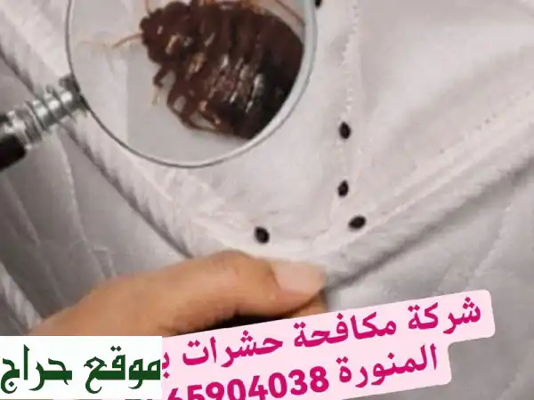 مكافحة حشرات بالمدينة المنورة | تخلص من الحشرات نهائياً بأمان وفعالية