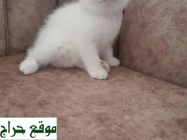 قطة سكوتش همالايا أنيقة - أنثى - 47 شهرًا - ميناء طرابلس