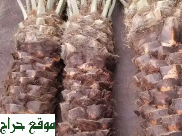 بيوت محمية + نخل + حمضيات: جودة عالية وأسعار مميزة!