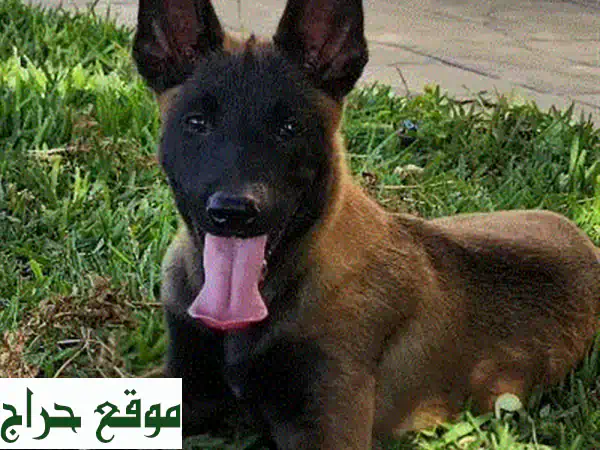 مالينوا ذكر عمره شهرين ونصف - جاهز لمنزل جديد!