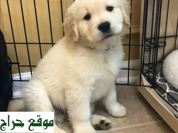 جرو جولدن ريتريفر - أنقى سلالة، أجمل رفيق!