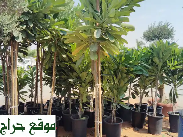 أضف لمسة سحرية لحديقتك! خدمات زراعية متكاملة بأسعار مميزة