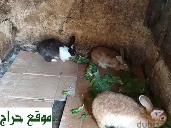 أرانب بلدي هجين رائعة للبيع - فرصة ذهبية لعائلة...