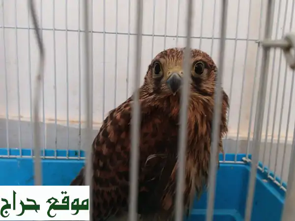 صقر حر للبيع - فرصة نادرة لعشاق الصيد وجمال الطيور!