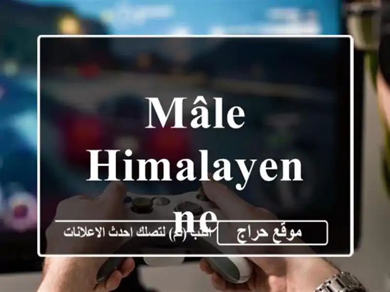 Mâle himalayenne