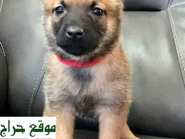 كلاب بودل بيضاء رقيقة للبيع - ذكور وإناث!
